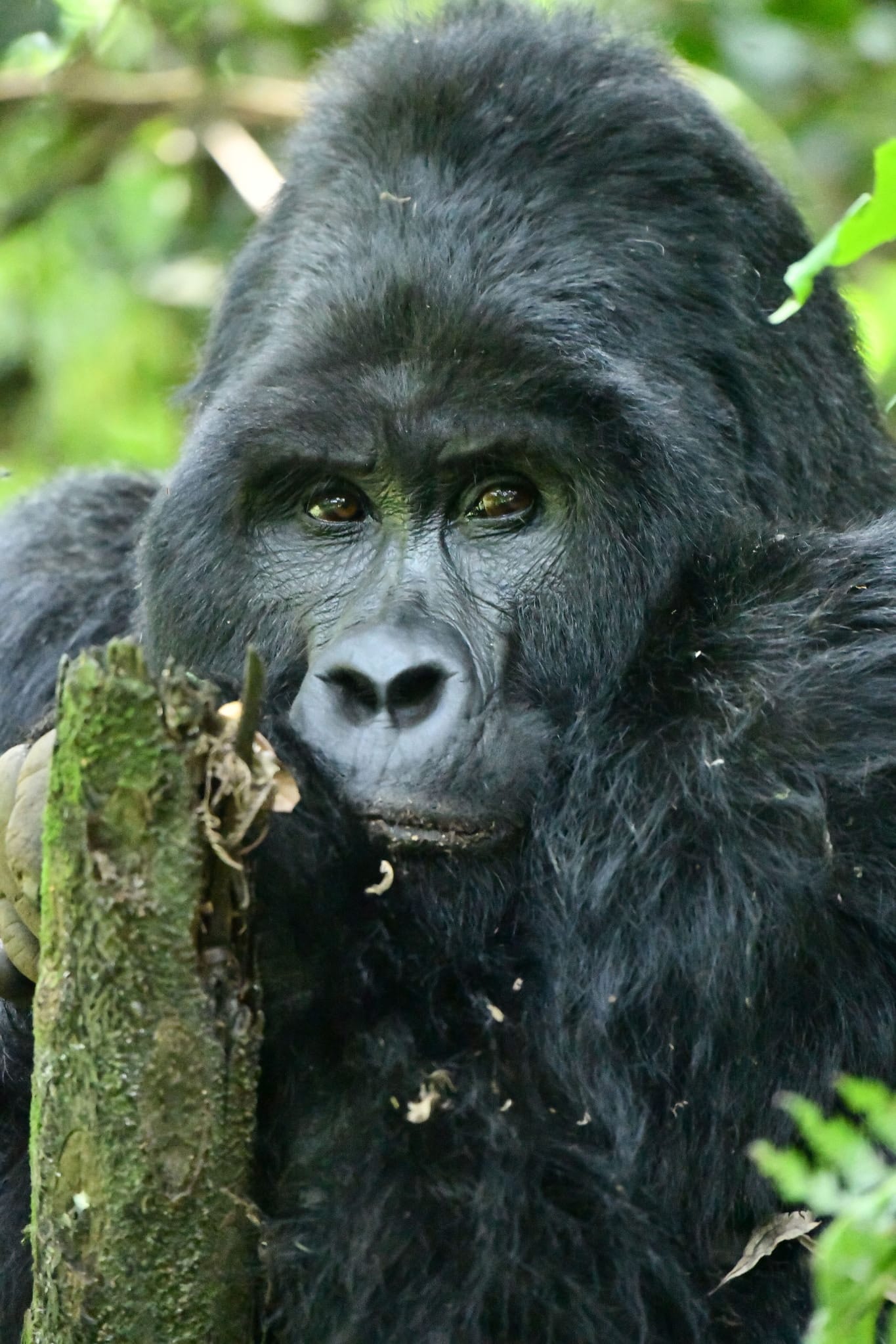Gorilla Trekking in Uganda: Complete Guide for an Unforgettable Safari Experience