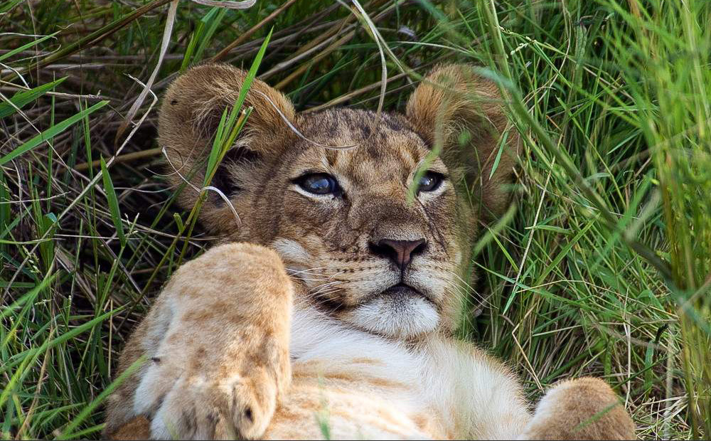 13-Day Uganda & Rwanda Primate & Big 5 Adventure Safari