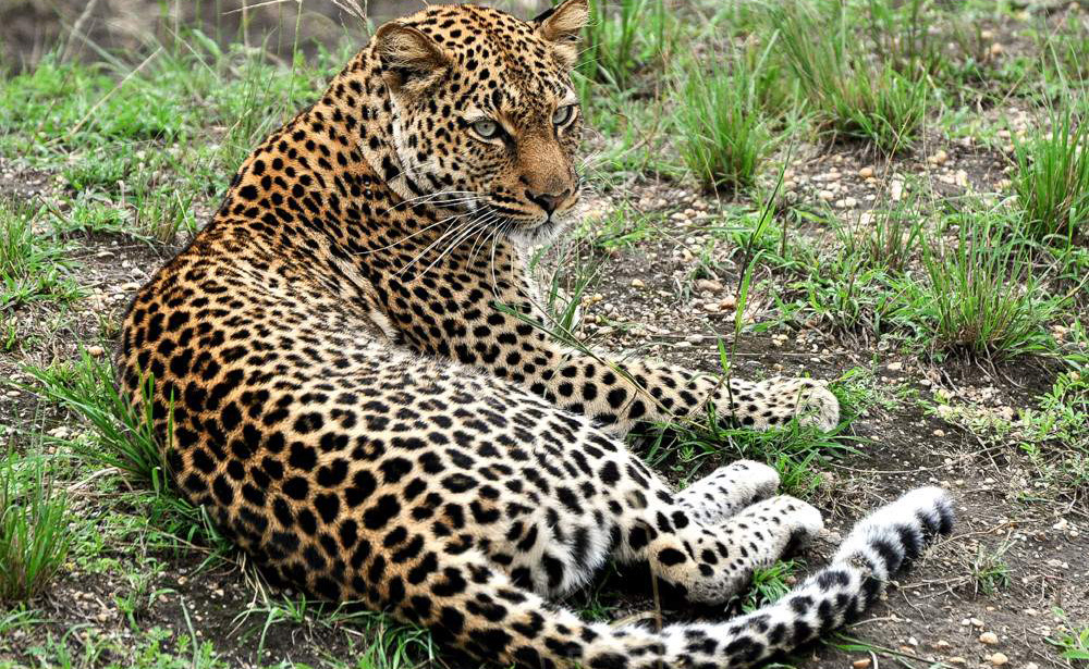 8-Day Gorilla and Safari Package – Custom Vacation Uganda