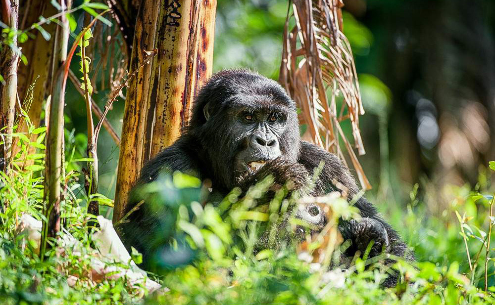 3‑Day Gorilla Trekking, Lake Mutanda & Volcanoes NP